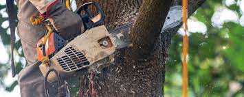 Leaf Removal in Saranap, CA