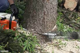 Best Lawn Pest Prevention  in Saranap, CA