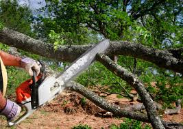 Best Pest Control for Lawns  in Saranap, CA