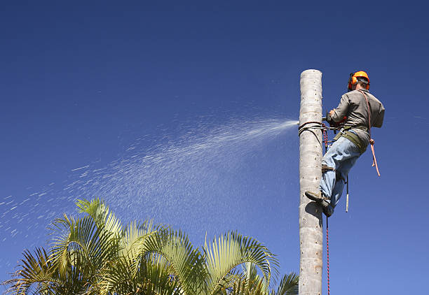 Best Tree Maintenance Programs  in Saranap, CA