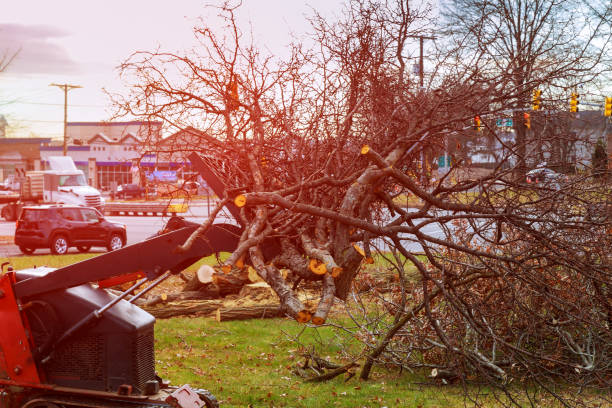 Best Commercial Tree Services  in Saranap, CA