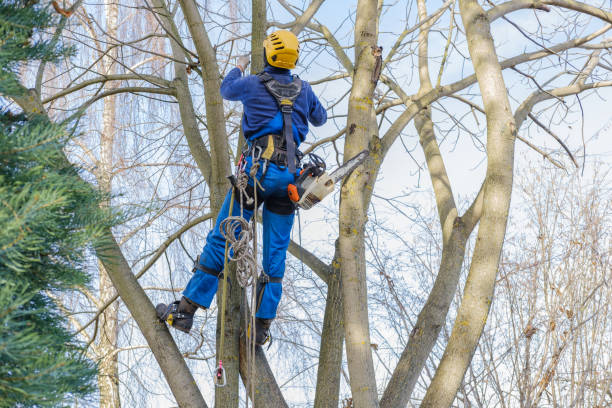 How Our Tree Care Process Works  in  Saranap, CA