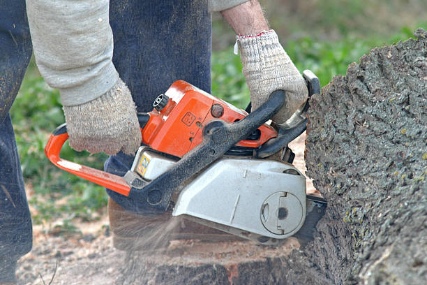 Professional Tree Care in Saranap, CA