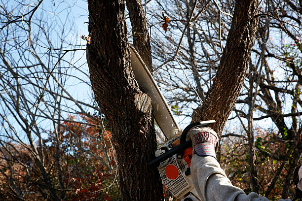 Best Leaf Removal  in Saranap, CA