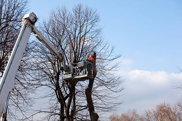 Best Firewood Processing and Delivery  in Saranap, CA